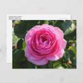 Pink Rose "Mum in a Million", Roath Park, Cardiff Briefkaart (Voorkant / Achterkant)
