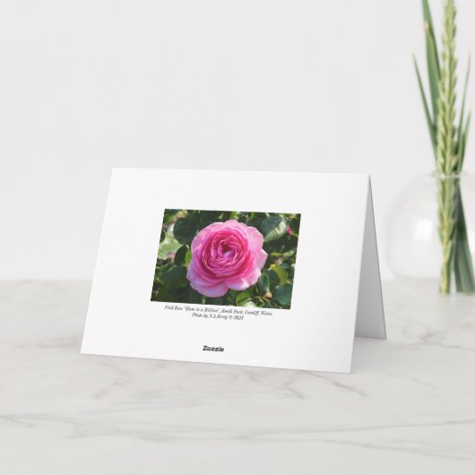 Pink Rose "Mum in a Million", Roath Park, Cardiff Kaart (Achterkant)