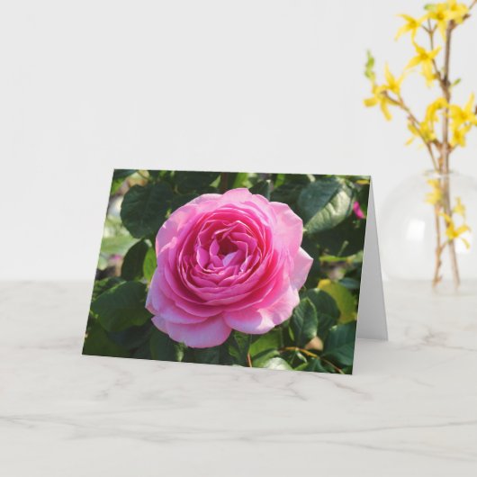 Pink Rose "Mum in a Million", Roath Park, Cardiff Kaart (Gele Bloem)