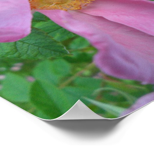 Pink Rose Poster (Hoek)