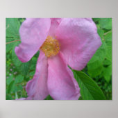 Pink Rose Poster (Voorkant)