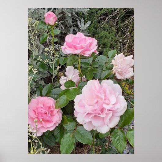 Pink Rose Roses Flower Floral Garden Radox Bouquet Poster (Voorkant)