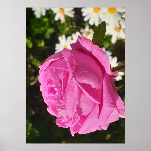 Pink Rose Roses Flower Garden L'Ouche Cabbage Poster (Voorkant)