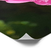 Pink Rose Roses Flower Garden L'Ouche Cabbage Poster (Hoek)