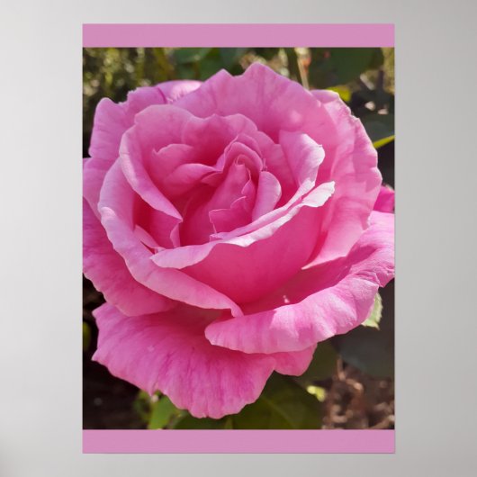 Pink Rose Roses Flower Garden Perfume Delight Poster (Voorkant)