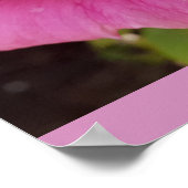 Pink Rose Roses Flower Garden Perfume Delight Poster (Hoek)