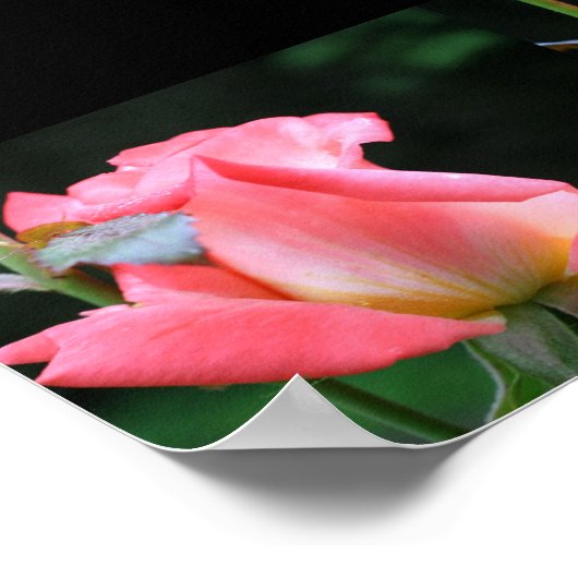 Pink Rosebud Collage Photo Art Poster (Hoek)