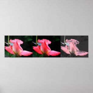 Pink Rosebud Collage Photo Art Poster