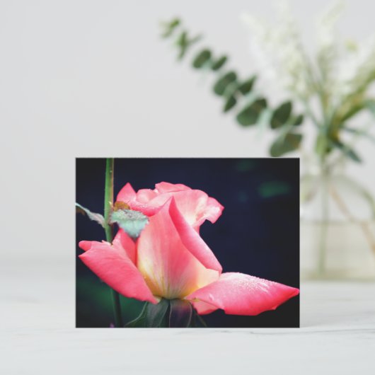Pink Rosebud Delight Flower Photography  Briefkaart (Staand voorkant)