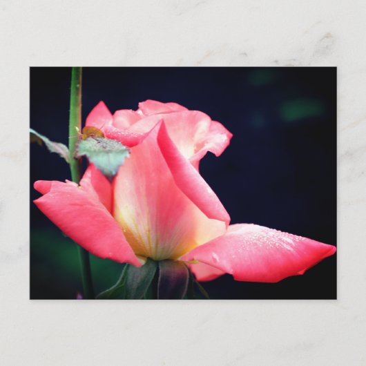 Pink Rosebud Delight Flower Photography Briefkaart (Voorkant)