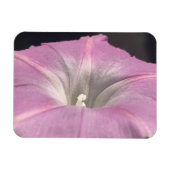 Pink Satin Morning Glory Magneet (Horizontaal)