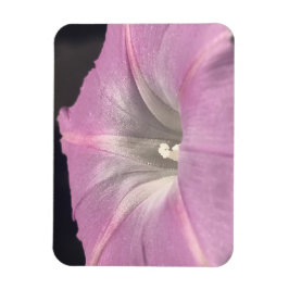 Pink Satin Morning Glory Magneet