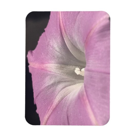 Pink Satin Morning Glory Magneet (Verticaal)
