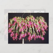 Pink Schlumbergera Bridgesii (Christmas Cactus) fl Feestdagenkaart (Voorkant / Achterkant)