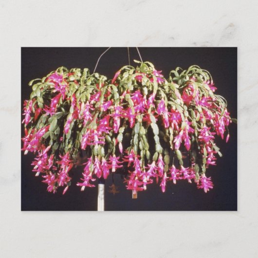 Pink Schlumbergera Bridgesii (Christmas Cactus) fl Feestdagenkaart (Voorkant)