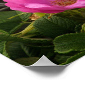 Pink Seaside Beach Rose Blossom Rosa Rugosa Poster (Hoek)