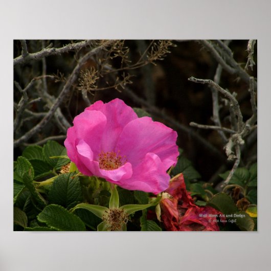 Pink Seaside Beach Rose Blossom Rosa Rugosa Poster (Voorkant)