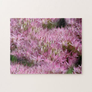 Pink Sedum Autumn Flowers Multiplied Legpuzzel