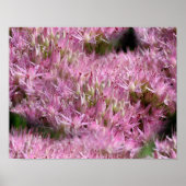 Pink Sedum Autumn Flowers Multiplied Poster (Voorkant)