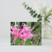 Pink Spider Lily [Postcard] Briefkaart (Staand voorkant)