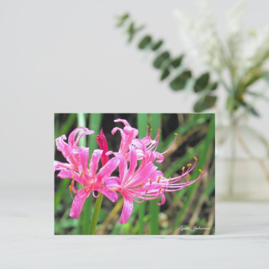 Pink Spider Lily [Postcard] Briefkaart (Staand voorkant)