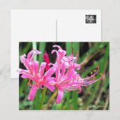 Pink Spider Lily [Postcard] Briefkaart (Voorkant / Achterkant)
