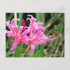 Pink Spider Lily [Postcard] Briefkaart