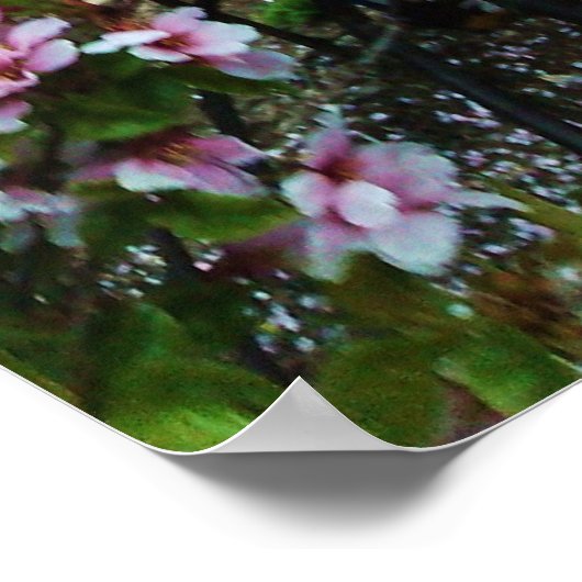 PINK SPRING Japans Magnolia poster (Hoek)