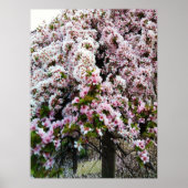 PINK SPRING Japans Magnolia poster (Voorkant)