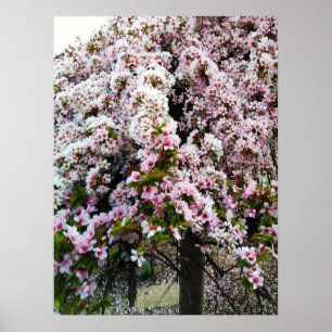 PINK SPRING Japans Magnolia poster