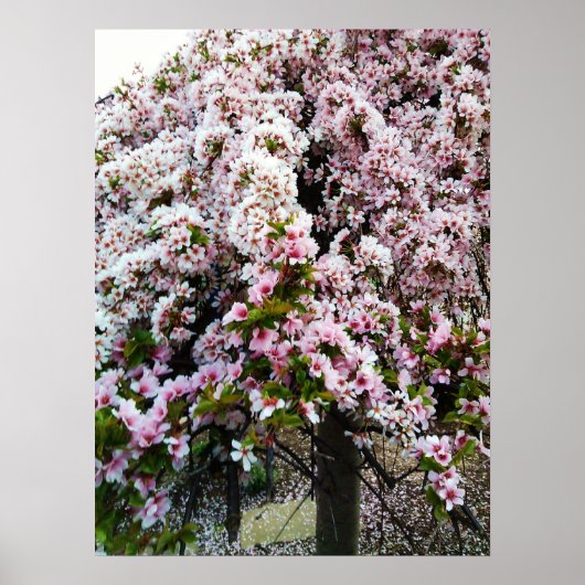 PINK SPRING Japans Magnolia poster (Voorkant)