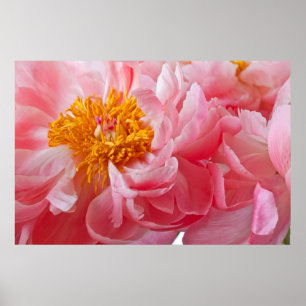 Pink Spring Peony Flower - Peonies Sjabloon Poster