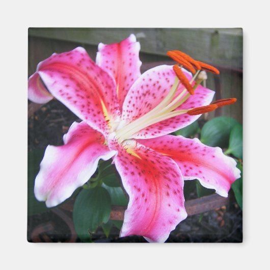 Pink Stargazer Lily Magneet (Voorkant)