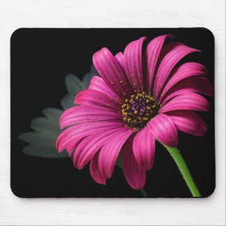 PINK STUDIO DAISY MUISMAT