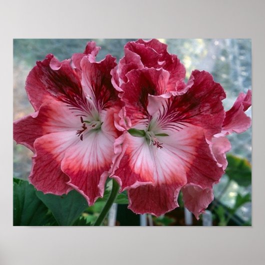 Pink Summer Flowers Foto Natuur Wall Poster (Voorkant)