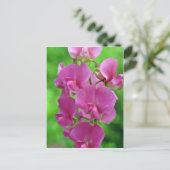 Pink Sweet Pea bloemen Briefkaart (Staand voorkant)