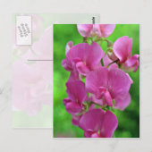 Pink Sweet Pea bloemen Briefkaart (Voorkant / Achterkant)