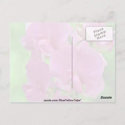 Pink Sweet Pea bloemen Briefkaart (Achterkant)