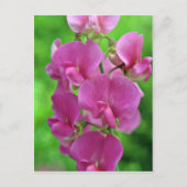 Pink Sweet Pea bloemen Briefkaart (Voorkant)