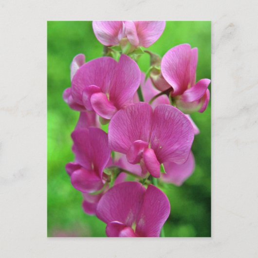 Pink Sweet Pea bloemen Briefkaart (Voorkant)