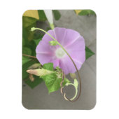 Pink Symphony Morning Glory Magneet (Verticaal)