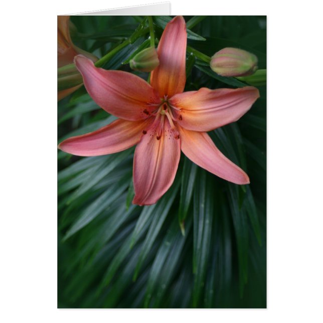 Pink Tiger Lily Flower (Voorkant)