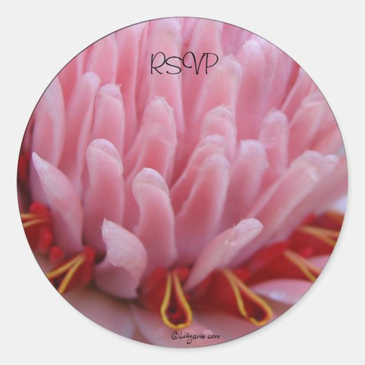 Pink Torch Ginger Wedding Envelope Afdichtingen /  Ronde Sticker (Voorkant)