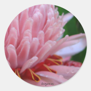 Pink Torch Ginger Wedding Ronde Sticker