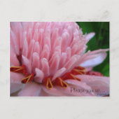 Pink Torch Ginger Wedding Save the Date Kaarten (Voorkant)