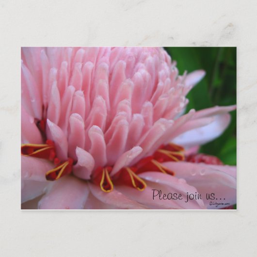 Pink Torch Ginger Wedding Save the Date Kaarten (Voorkant)