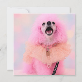 Pink Toy Poodle, Mozzarella The Poodle, card Feestdagenkaart