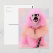 Pink Toy Poodle, Mozzarella The Poodle, Postcard Briefkaart (Voorkant / Achterkant)