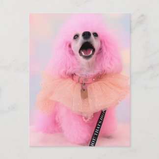 Pink Toy Poodle, Mozzarella The Poodle, Postcard Briefkaart