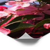 Pink Tree Blossoms Photo Value Poster Papier (Hoek)